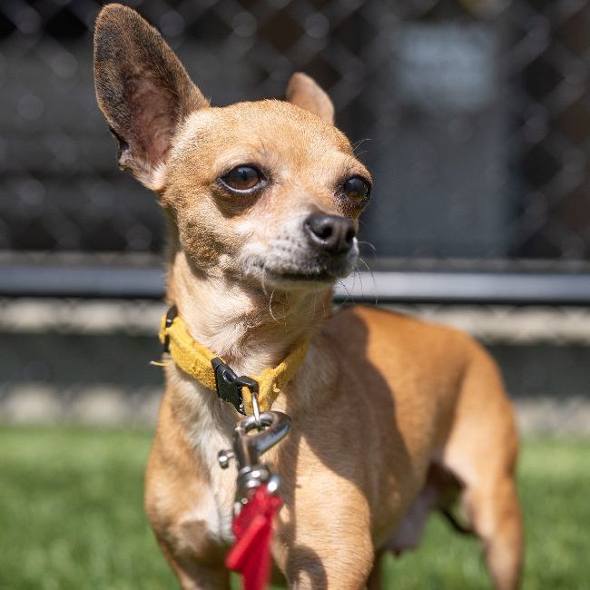 Joey, an adopted Chihuahua Mix in Naperville, IL_image-4