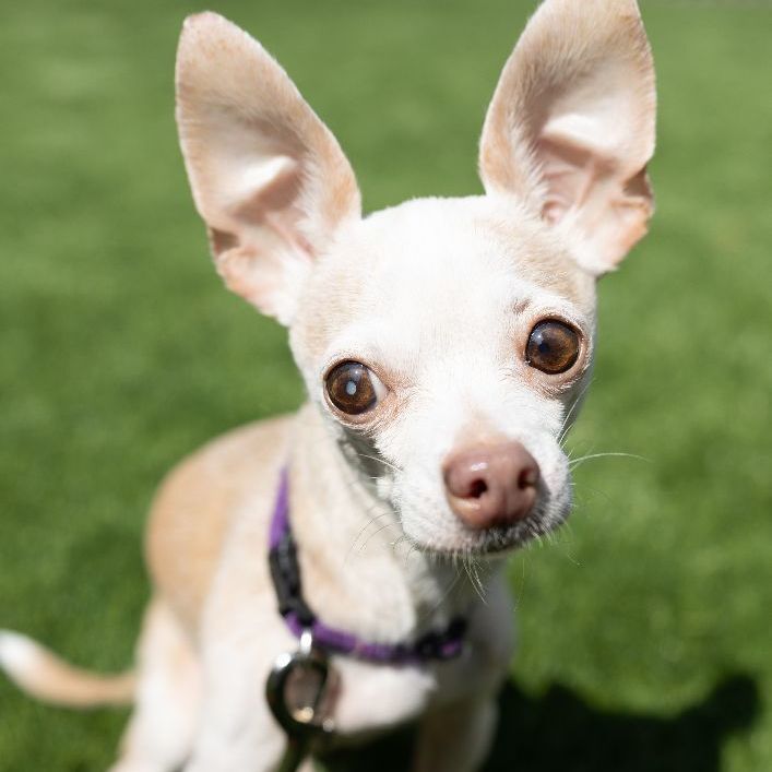 Mabel, an adopted Chihuahua Mix in Naperville, IL_image-2