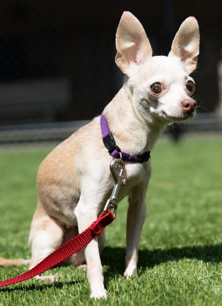 Mabel, an adopted Chihuahua Mix in Naperville, IL_image-5
