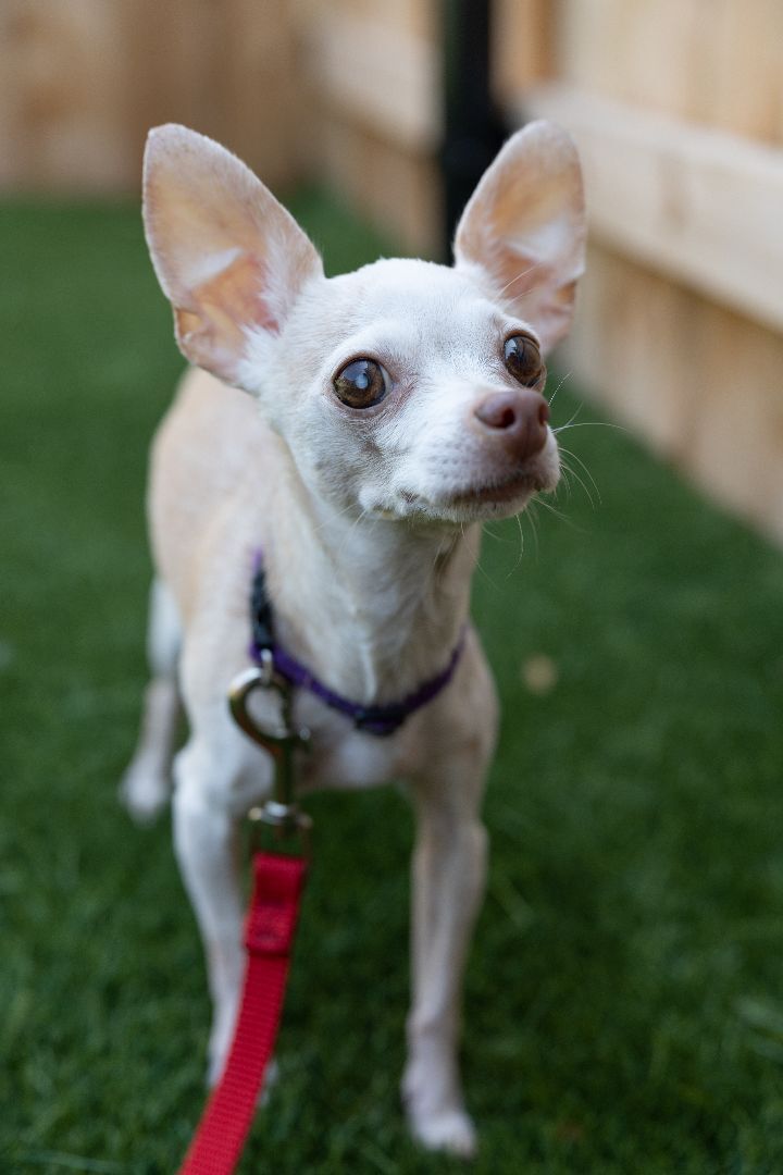 Mabel, an adopted Chihuahua Mix in Naperville, IL_image-6