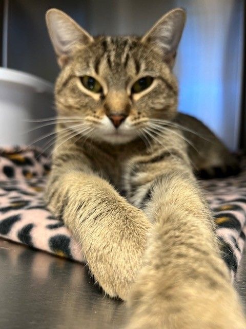 Cat for adoption - Mama, a Tiger in Joshua, TX | Petfinder