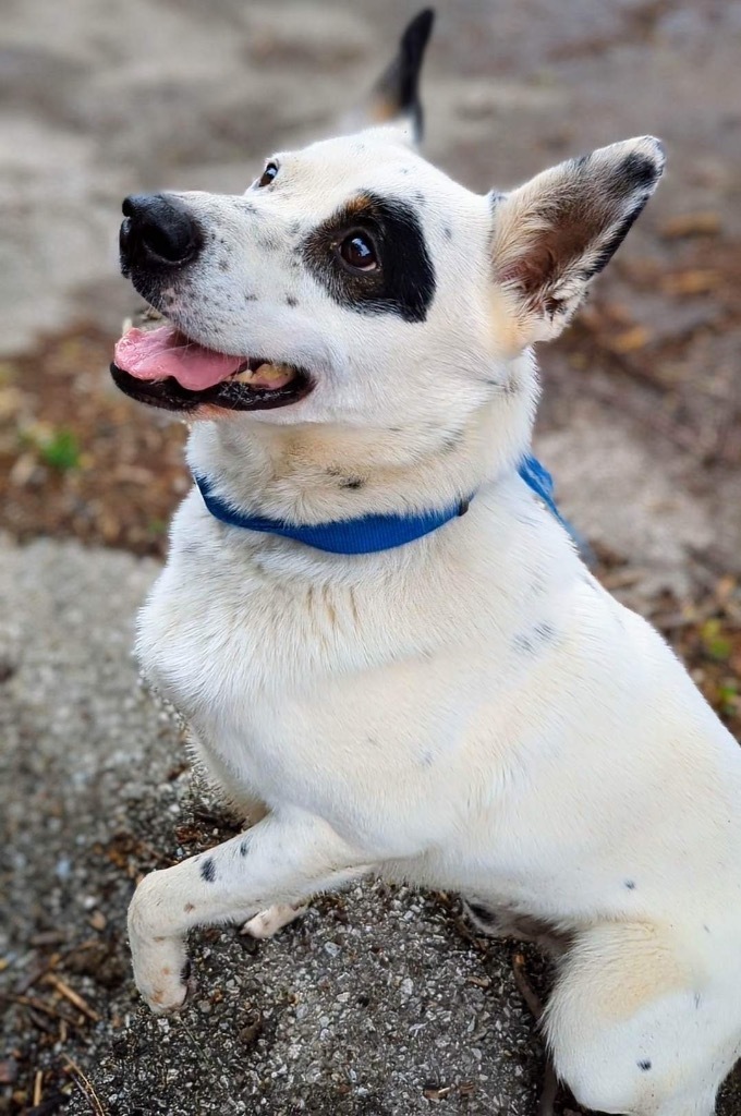 King, an adoptable Australian Cattle Dog / Blue Heeler in Greenwood, IN, 46142 | Photo Image 1