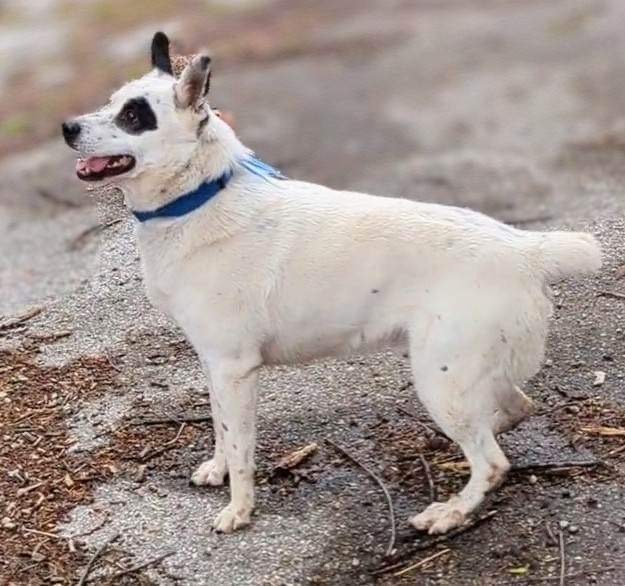 King, an adoptable Australian Cattle Dog / Blue Heeler in Greenwood, IN, 46142 | Photo Image 3