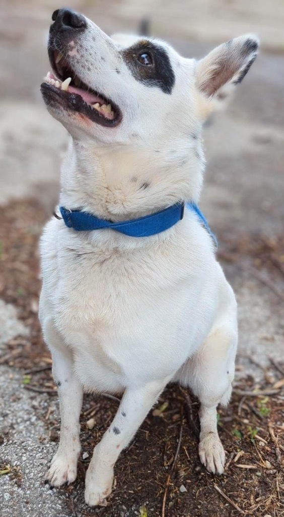 King, an adoptable Australian Cattle Dog / Blue Heeler in Greenwood, IN, 46142 | Photo Image 4