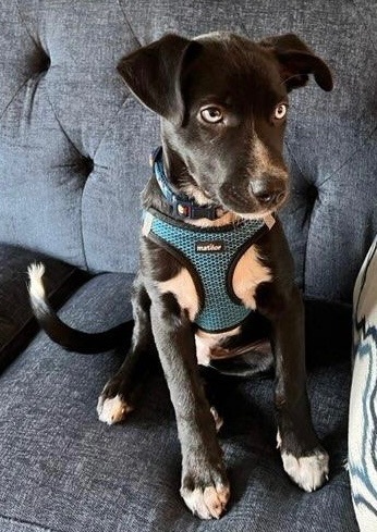 Miles - in New England Foster Home! 3