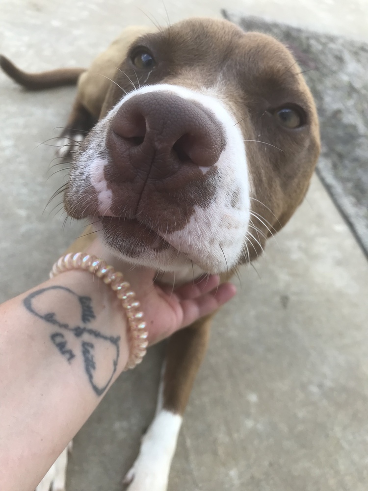 Nashira, an adoptable Staffordshire Bull Terrier in Crystal Springs, MS, 39059 | Photo Image 1