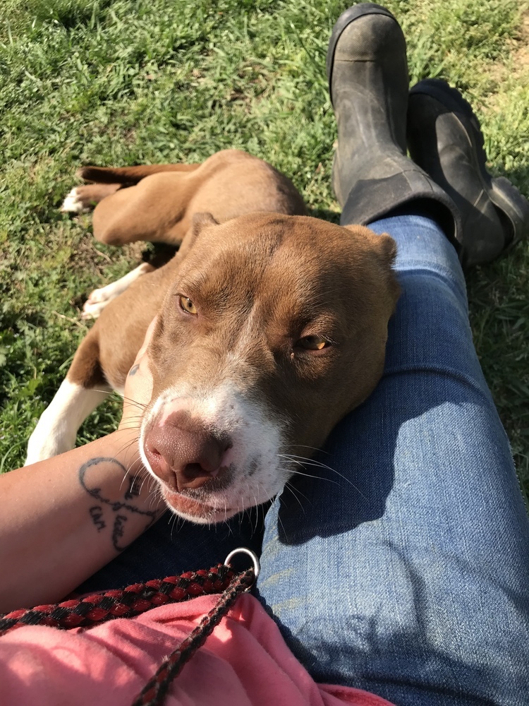 Nashira, an adoptable Staffordshire Bull Terrier in Crystal Springs, MS, 39059 | Photo Image 2