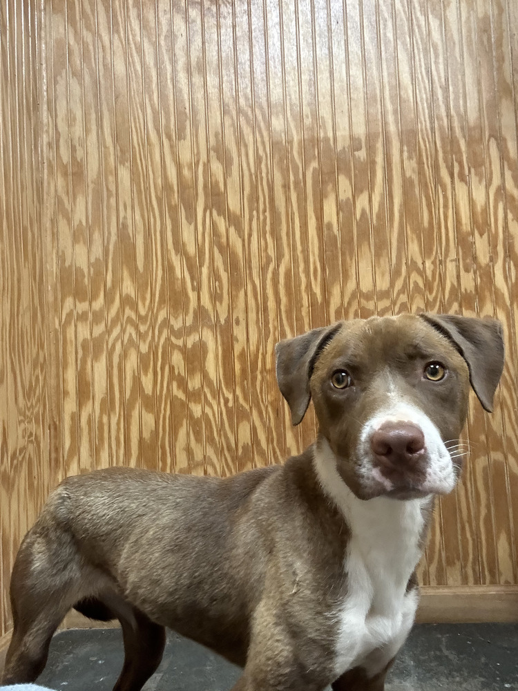 Nashira, an adoptable Staffordshire Bull Terrier in Crystal Springs, MS, 39059 | Photo Image 3