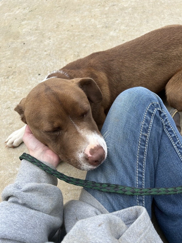 Nashira, an adoptable Staffordshire Bull Terrier in Crystal Springs, MS, 39059 | Photo Image 4