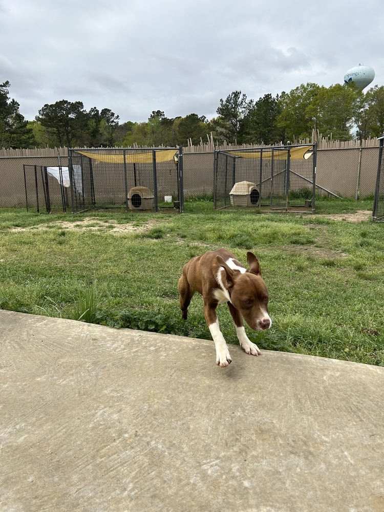 Nashira, an adoptable Staffordshire Bull Terrier in Crystal Springs, MS, 39059 | Photo Image 5