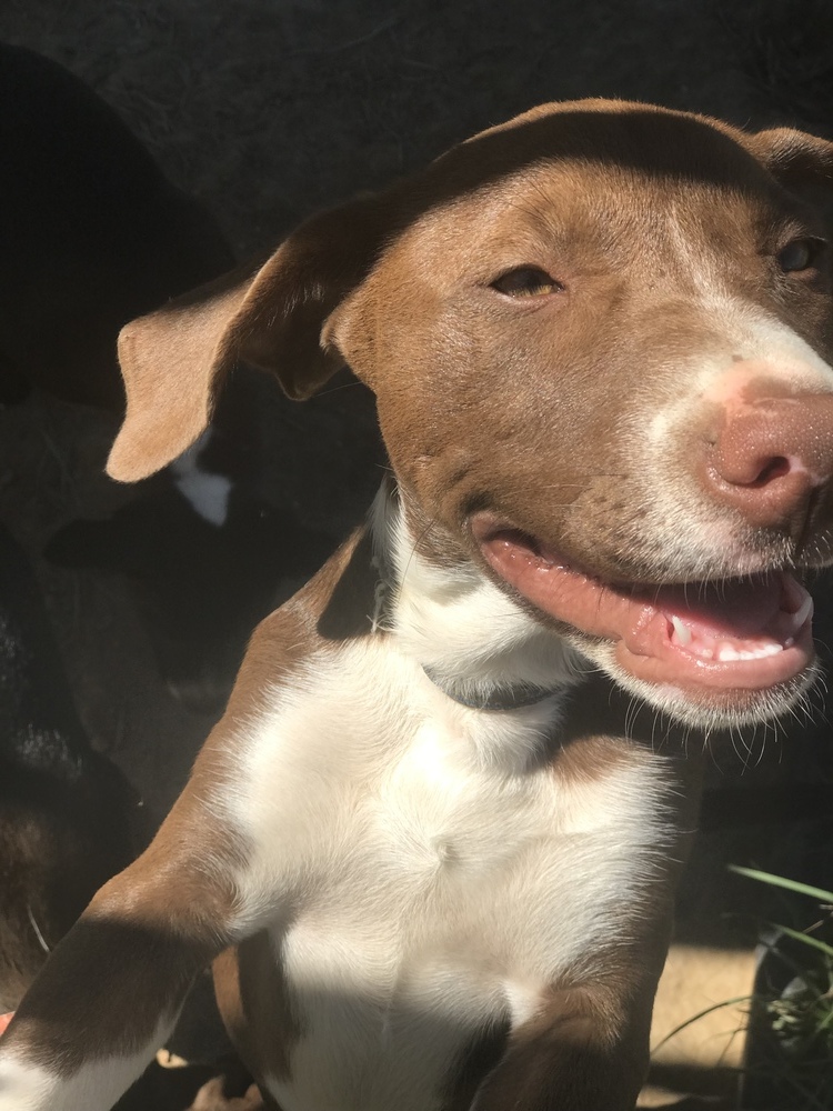 Nashira, an adoptable Staffordshire Bull Terrier in Crystal Springs, MS, 39059 | Photo Image 6