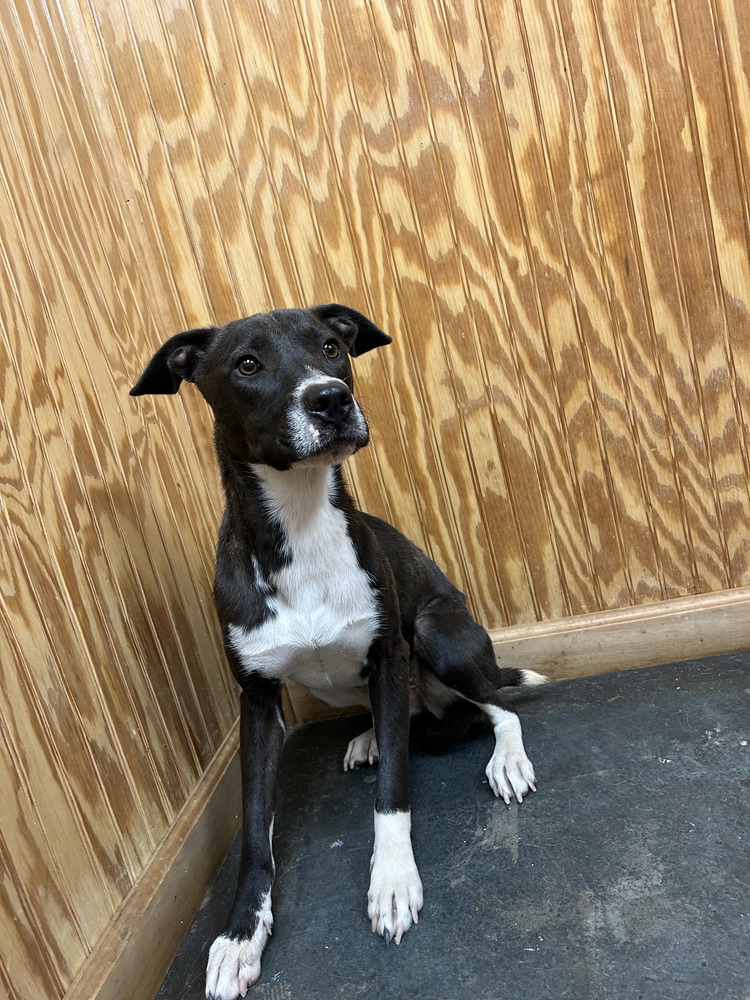 Adhara, an adoptable Staffordshire Bull Terrier in Crystal Springs, MS, 39059 | Photo Image 1