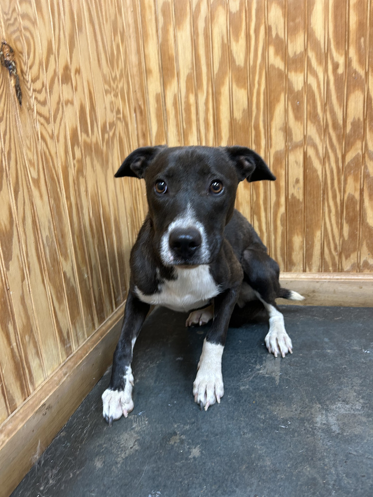 Adhara, an adoptable Staffordshire Bull Terrier in Crystal Springs, MS, 39059 | Photo Image 3