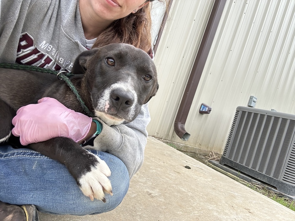 Adhara, an adoptable Staffordshire Bull Terrier in Crystal Springs, MS, 39059 | Photo Image 4