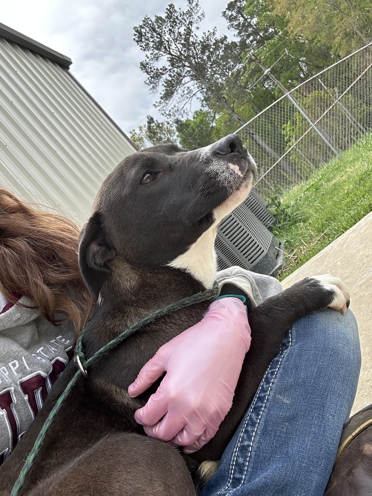 Adhara, an adoptable Staffordshire Bull Terrier in Crystal Springs, MS, 39059 | Photo Image 6