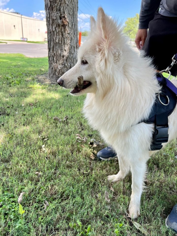 Ghost, an adoptable Husky & Spitz Mix in Uvalde, TX_image-4