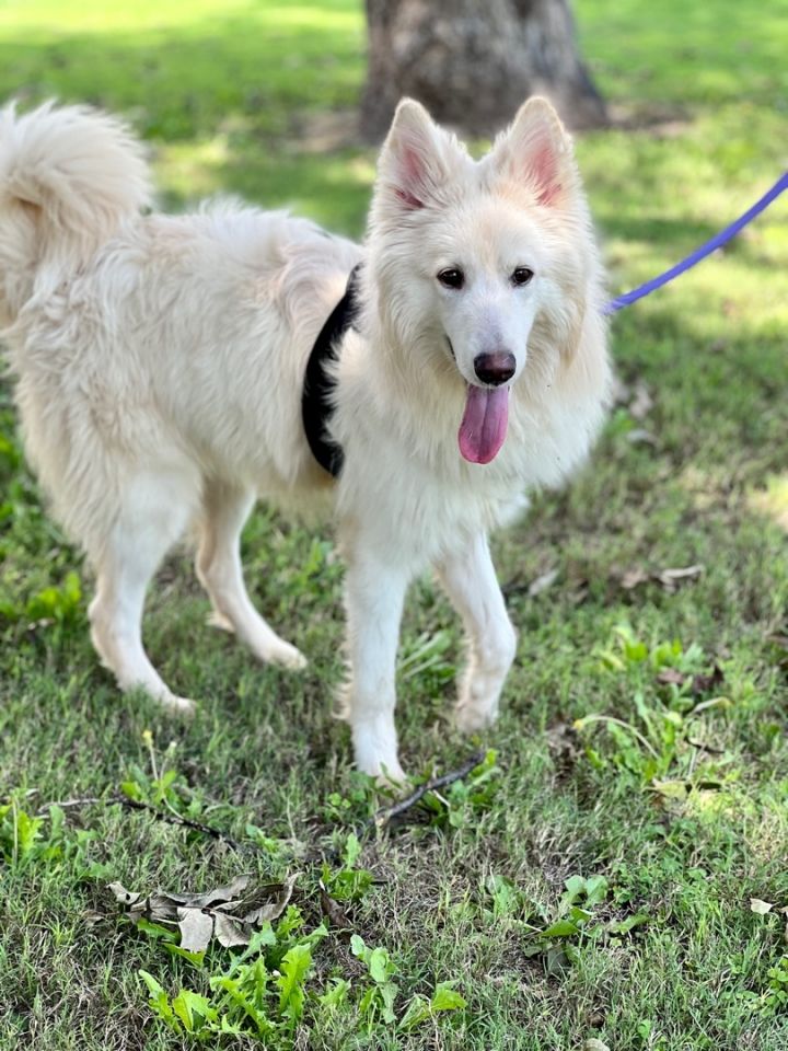 Ghost, an adoptable Husky & Spitz Mix in Uvalde, TX_image-5