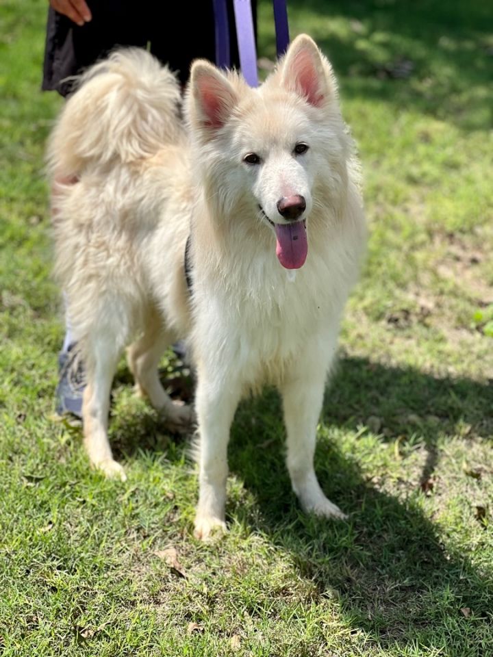 Ghost, an adoptable Husky & Spitz Mix in Uvalde, TX_image-6