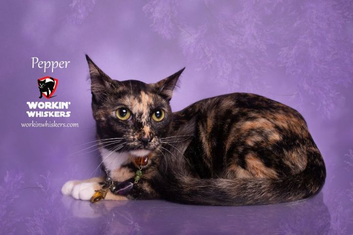 PEPPER, an adoptable Calico & Domestic Short Hair Mix in HEMET, CA_image-4