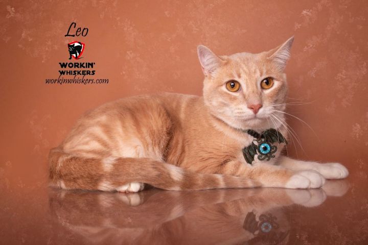 LEO, an adoptable Domestic Short Hair & Tabby Mix in Palm Desert, CA_image-1
