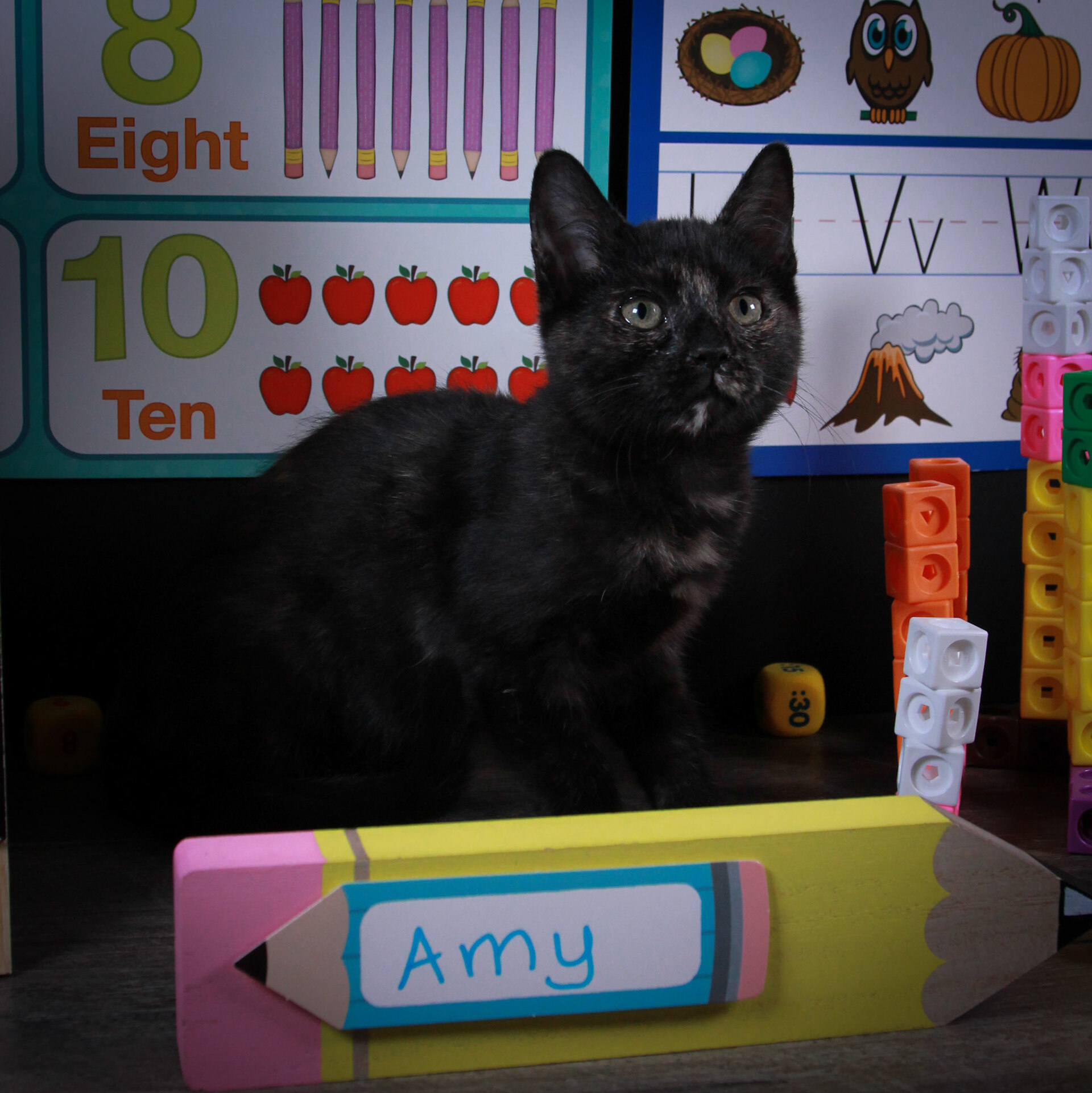 Amy( Evee) & Kyle (Ash), an adoptable Tortoiseshell, Domestic Short Hair in Parker, TX, 75002 | Photo Image 4