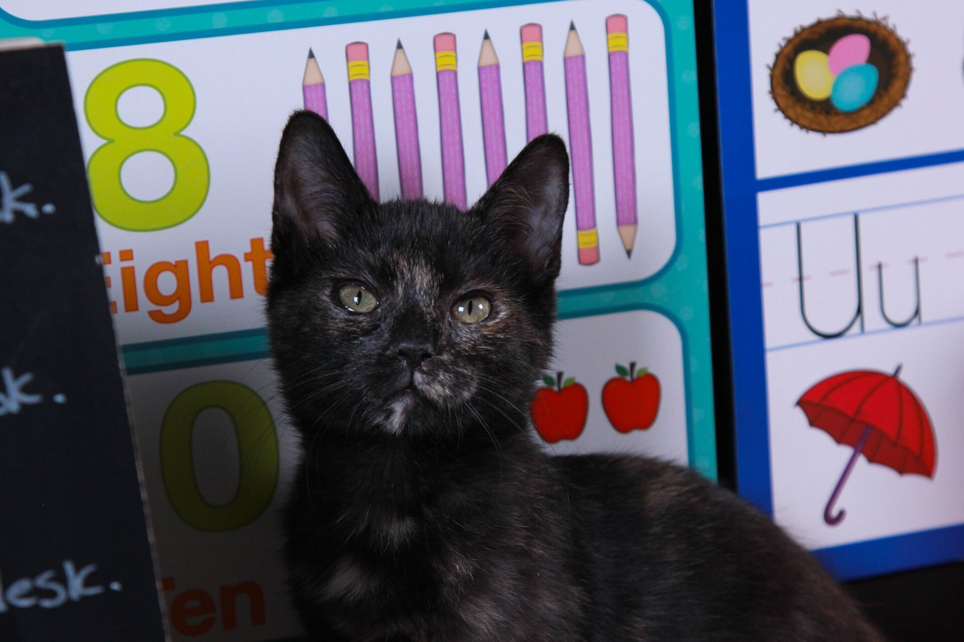 Amy( Evee) & Kyle (Ash), an adoptable Tortoiseshell, Domestic Short Hair in Parker, TX, 75002 | Photo Image 6