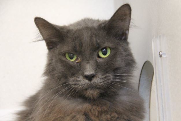 BABY BEAR, an adoptable Domestic Short Hair in Tucson, AZ, 85745 | Photo Image 1