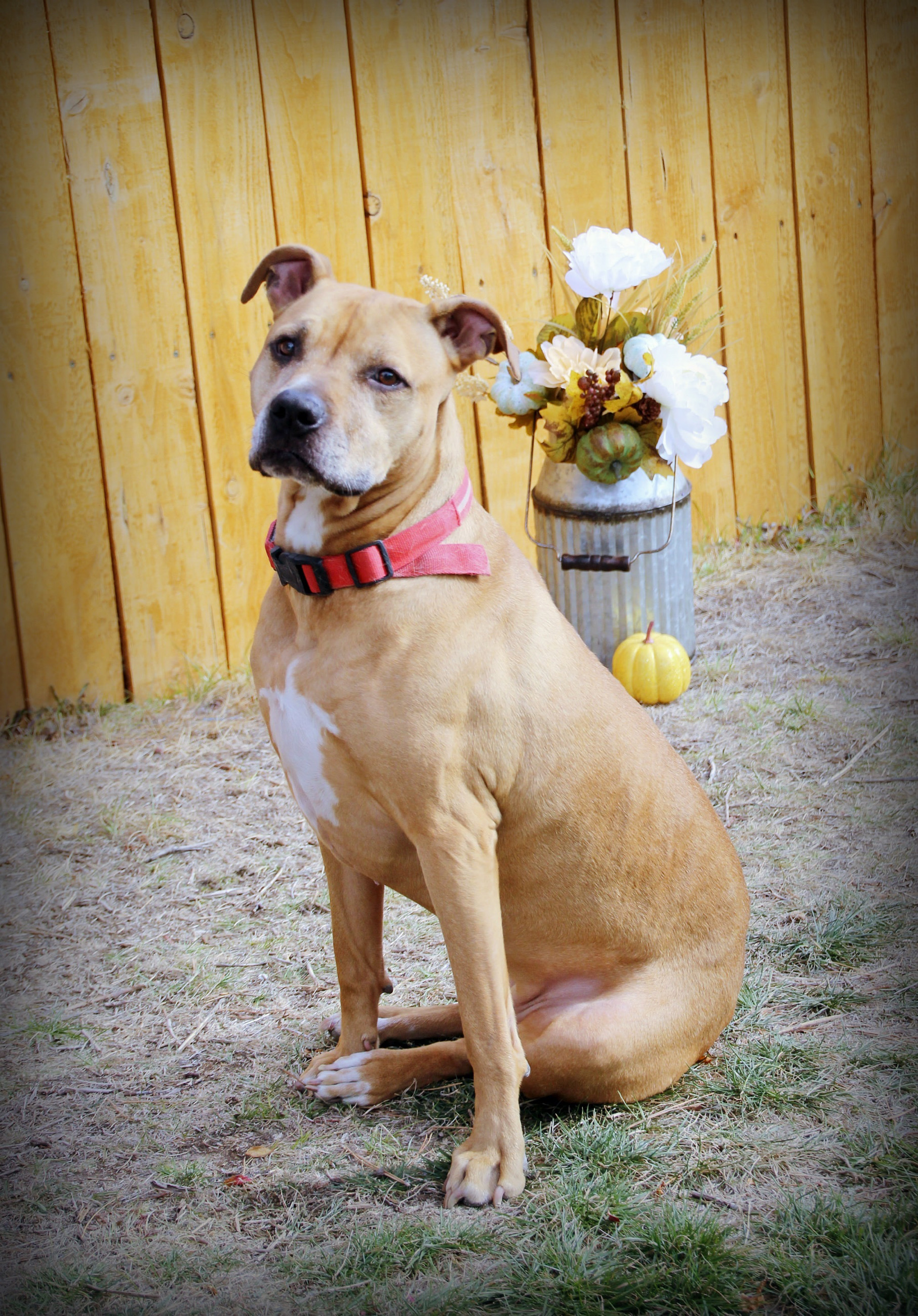 Staffy store dog mix