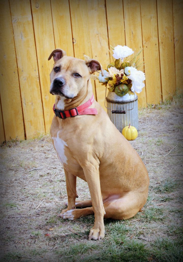 American store terrier mix