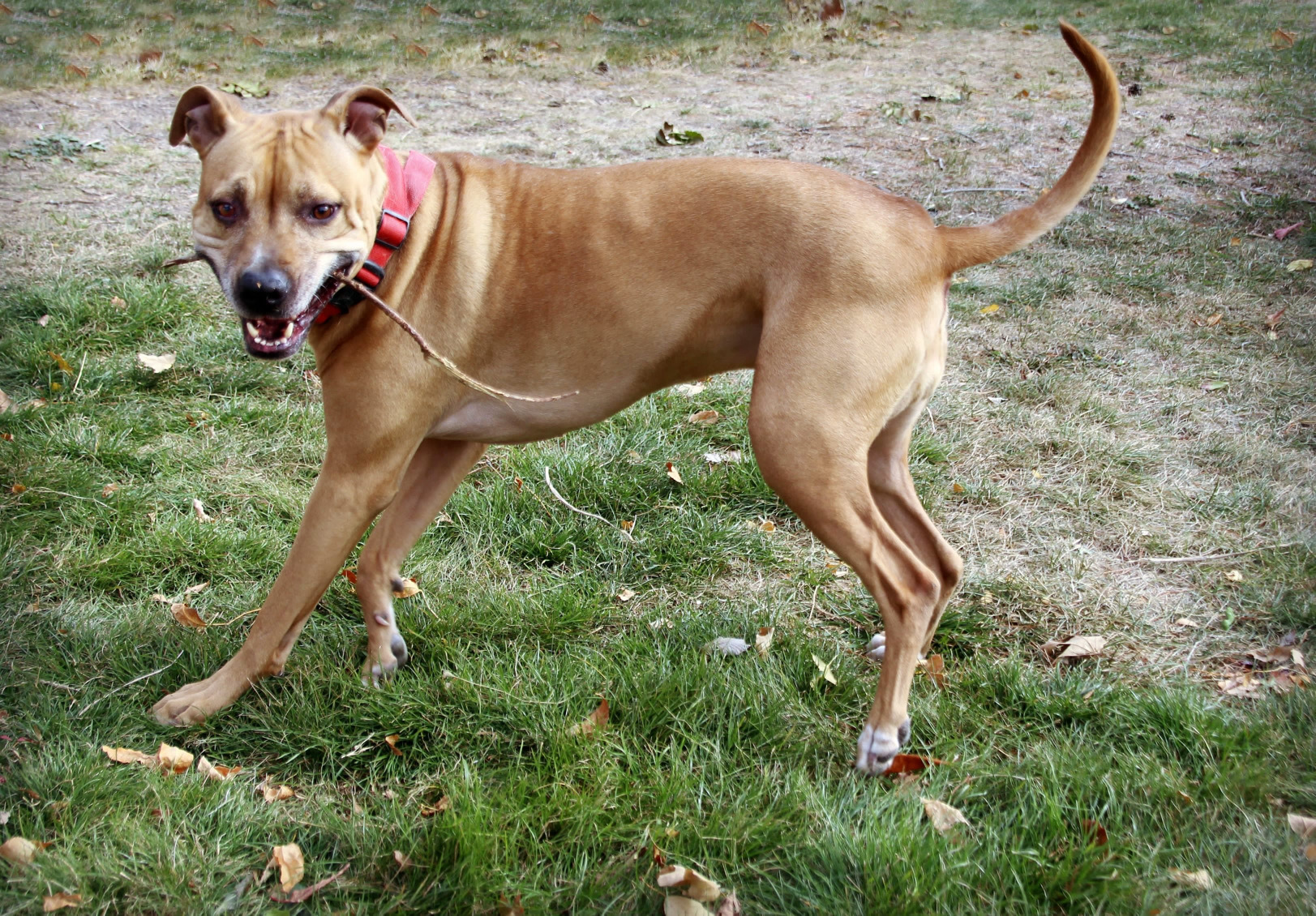 Bagel, an adoptable Carolina Dog, American Staffordshire Terrier in Twin Falls, ID, 83301 | Photo Image 2