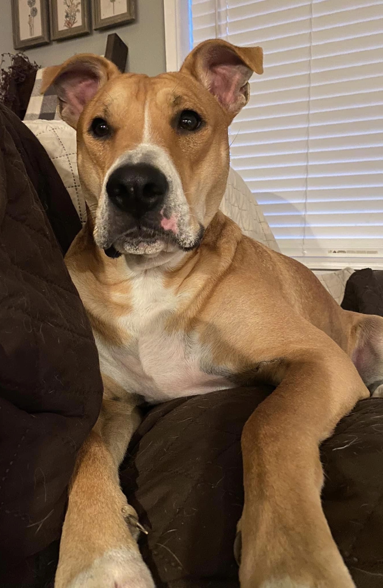 Bagel, an adoptable Carolina Dog, American Staffordshire Terrier in Twin Falls, ID, 83301 | Photo Image 2