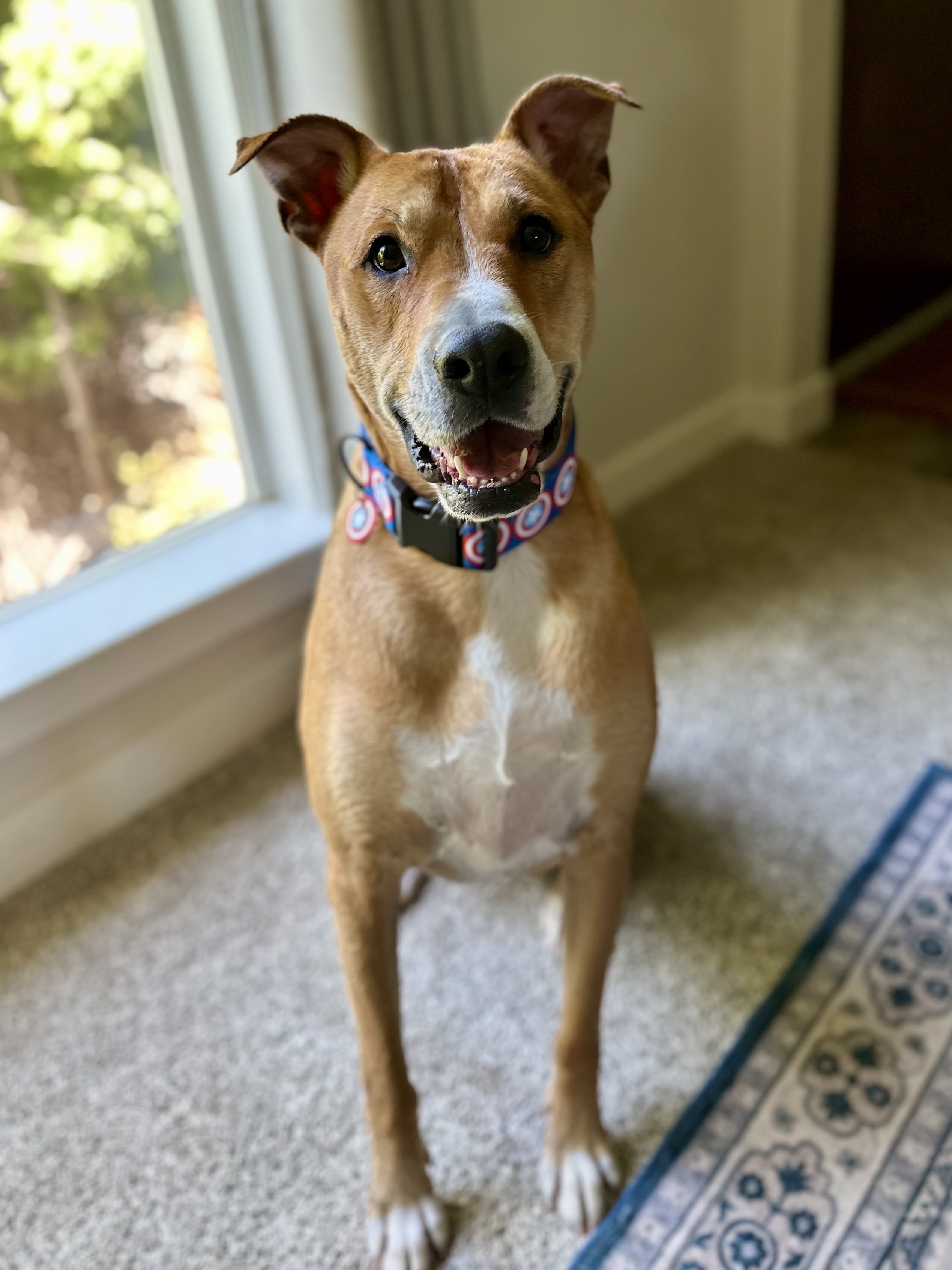 Bagel, an adoptable Carolina Dog, American Staffordshire Terrier in Twin Falls, ID, 83301 | Photo Image 2