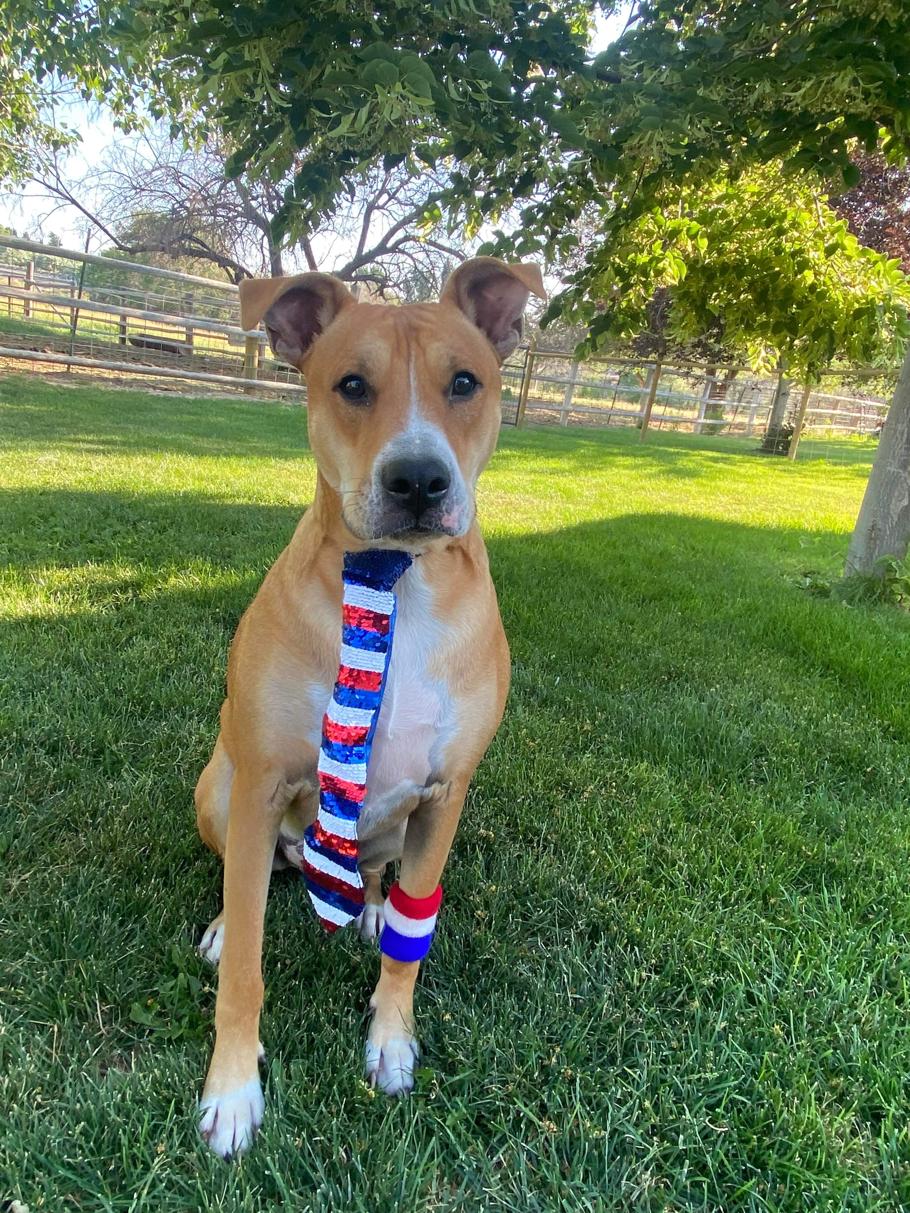 Bagel, an adoptable Carolina Dog, American Staffordshire Terrier in Twin Falls, ID, 83301 | Photo Image 3