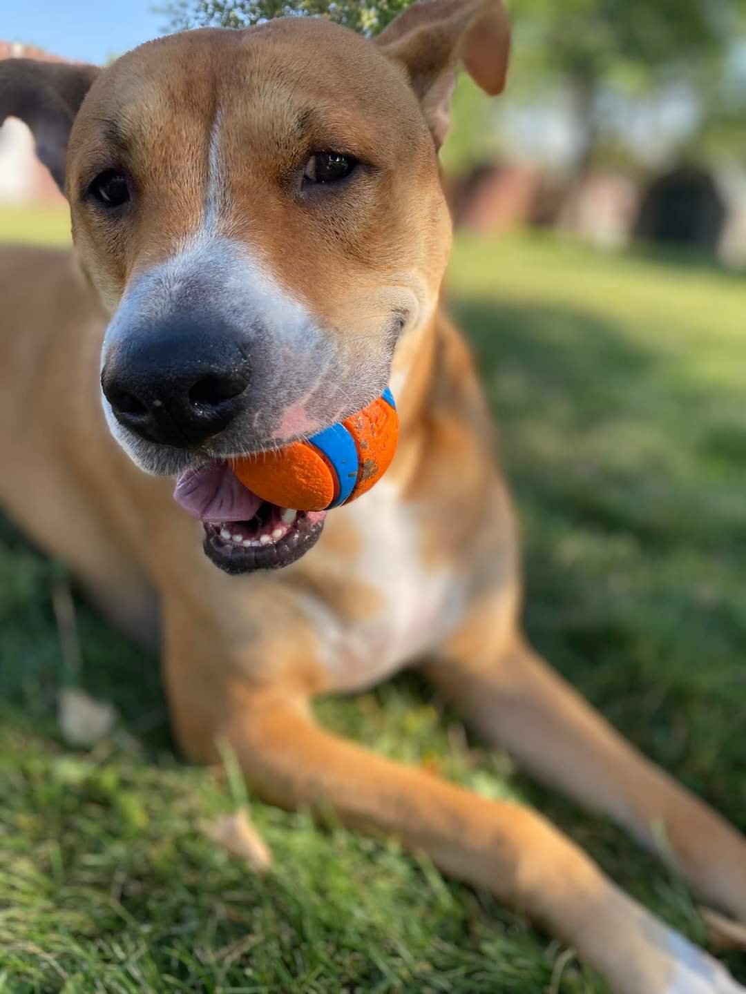 Bagel, an adoptable Carolina Dog, American Staffordshire Terrier in Twin Falls, ID, 83301 | Photo Image 3