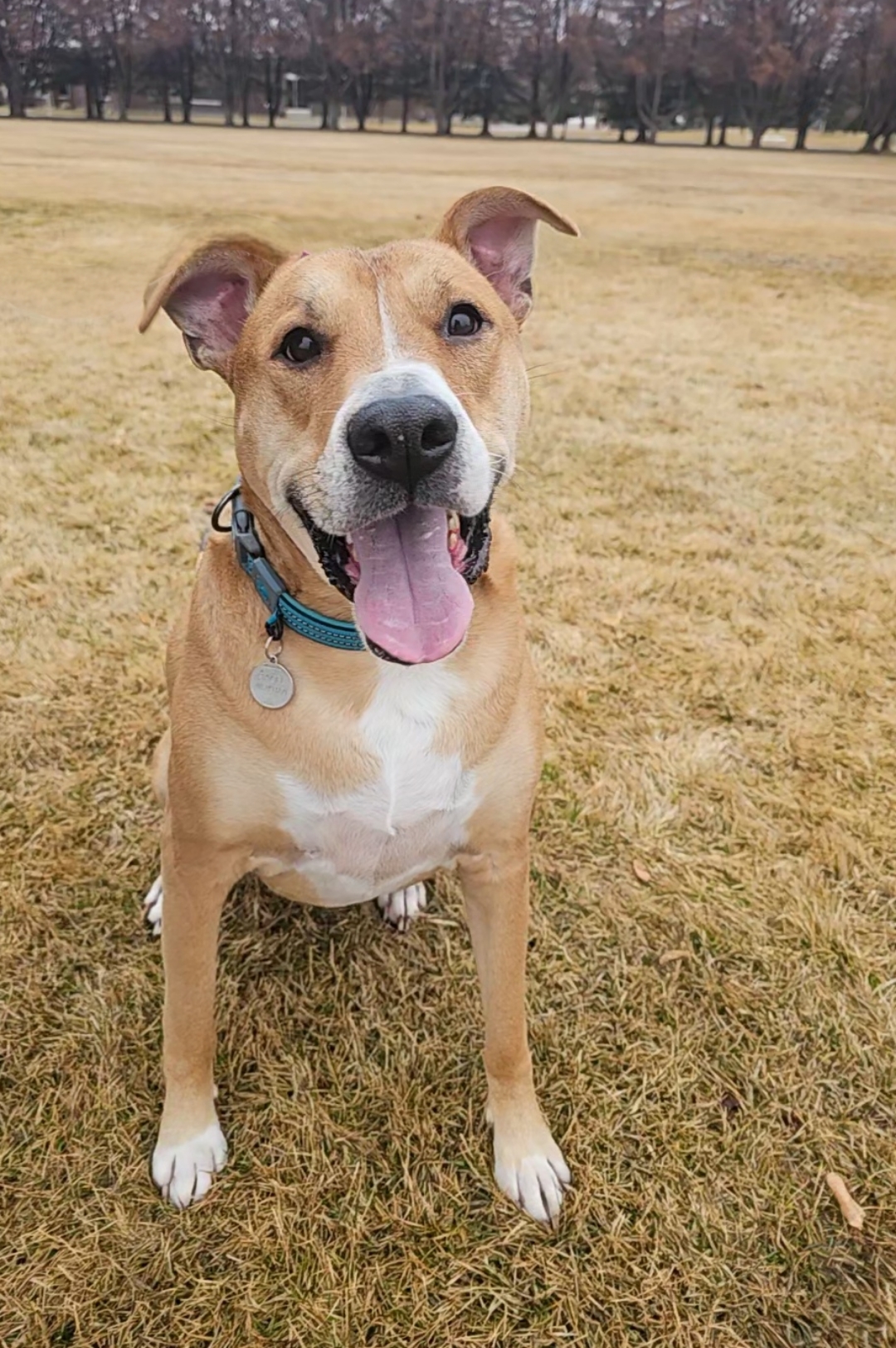 Bagel, an adoptable Carolina Dog, American Staffordshire Terrier in Twin Falls, ID, 83301 | Photo Image 4