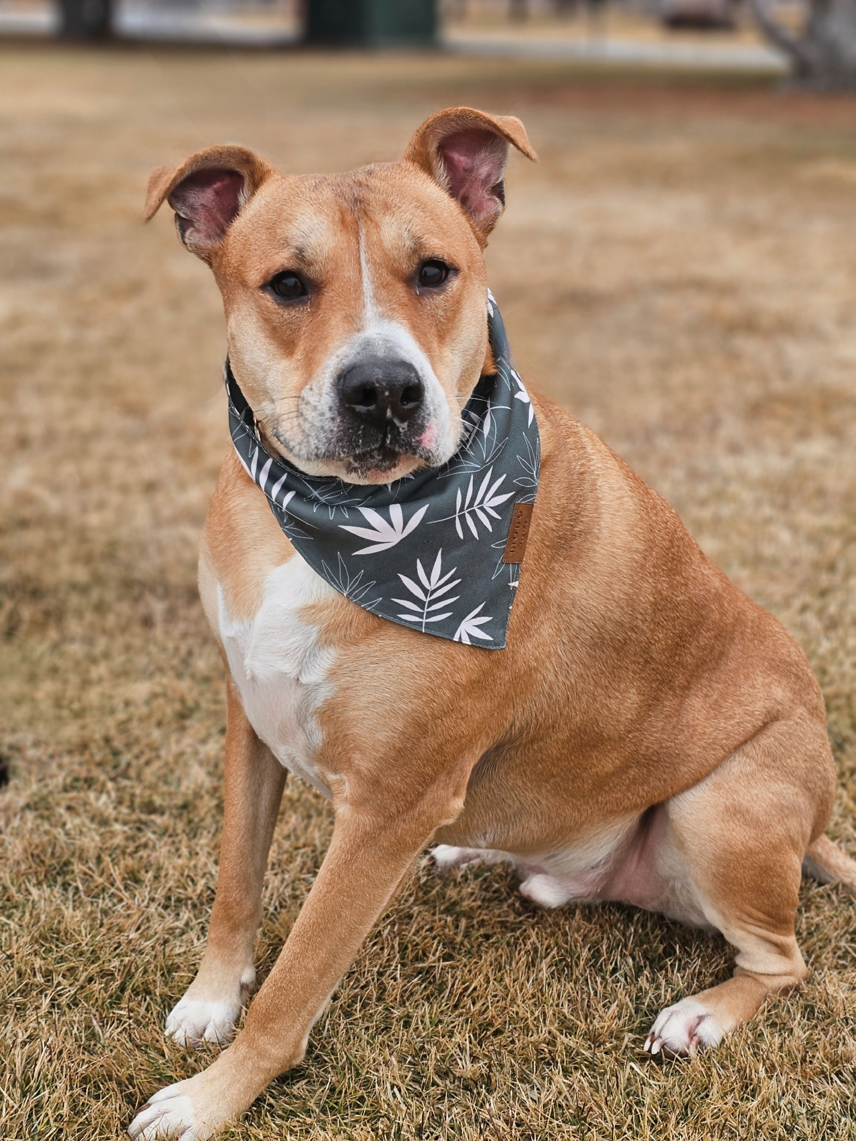 Bagel, an adoptable Carolina Dog, American Staffordshire Terrier in Twin Falls, ID, 83301 | Photo Image 5
