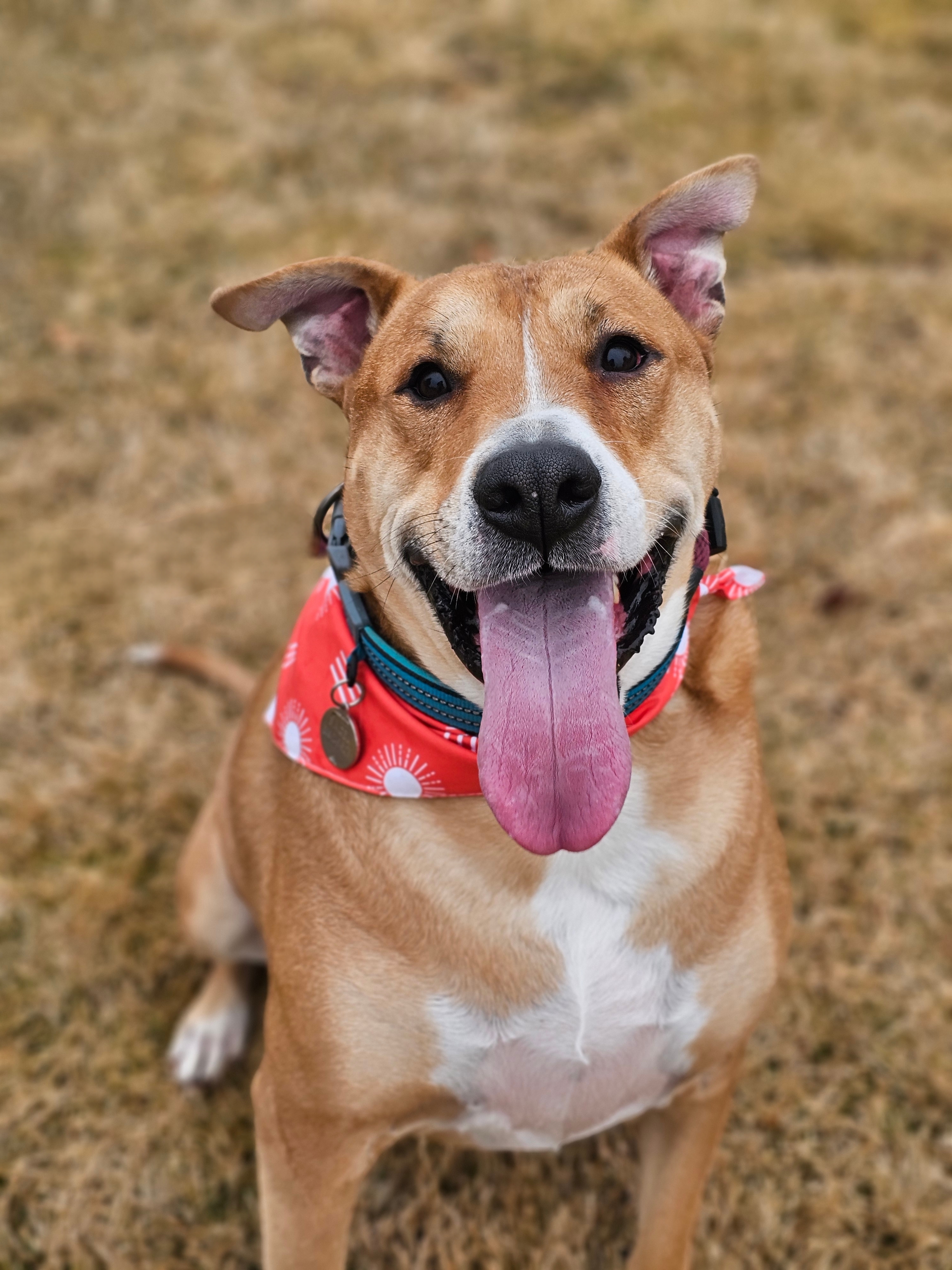 Bagel, an adoptable Carolina Dog, American Staffordshire Terrier in Twin Falls, ID, 83301 | Photo Image 6