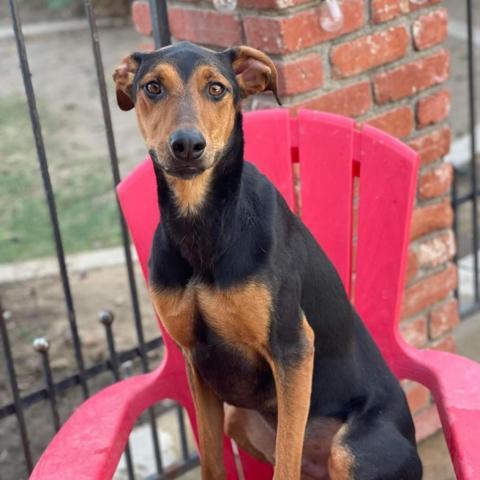 Stuart, an adoptable Doberman Pinscher in Lompoc, CA, 93436 | Photo Image 1