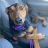 Stuart, an adoptable Doberman Pinscher in Lompoc, CA, 93436 | Photo Image 2