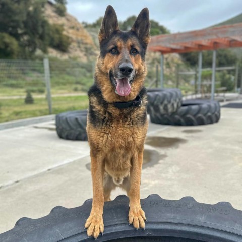 Bob, an adoptable German Shepherd Dog in Lompoc, CA, 93436 | Photo Image 1