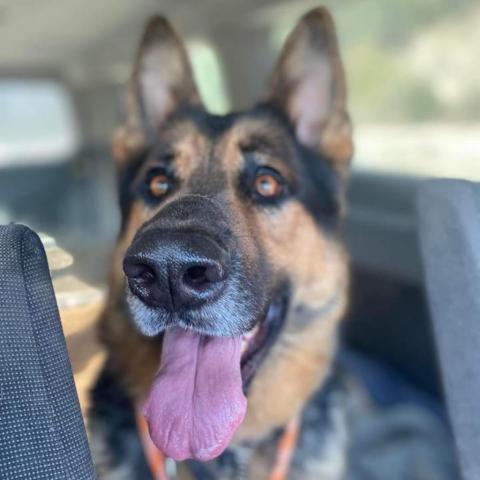 Bob, an adoptable German Shepherd Dog in Lompoc, CA, 93436 | Photo Image 2