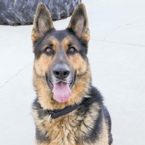 Bob, an adoptable German Shepherd Dog in Lompoc, CA, 93436 | Photo Image 3