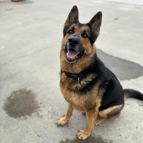 Bob, an adoptable German Shepherd Dog in Lompoc, CA, 93436 | Photo Image 4