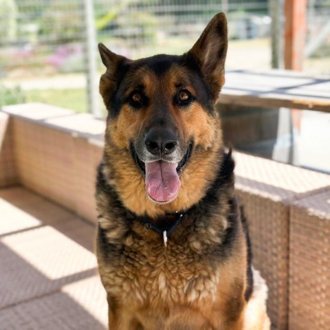 Bob, an adoptable German Shepherd Dog in Lompoc, CA, 93436 | Photo Image 5