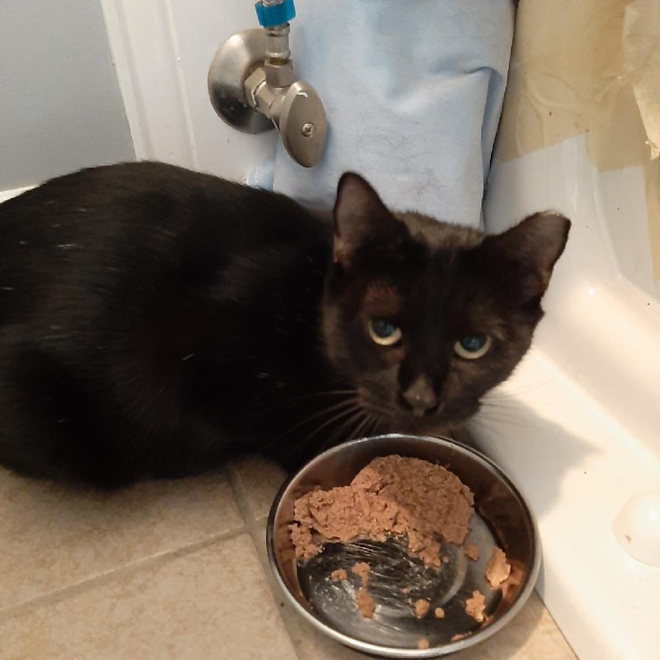 Mama Batts, an adoptable Domestic Short Hair in Hampstead, NC, 28443 | Photo Image 1