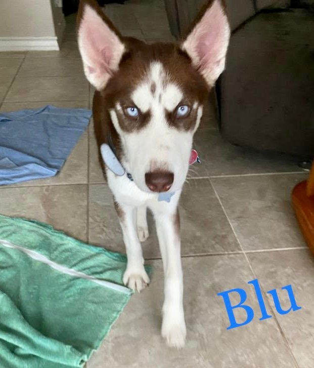 Blu