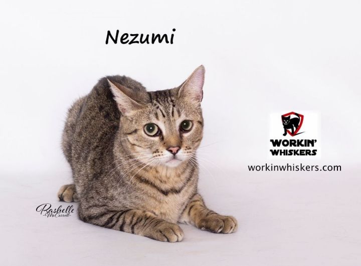 NEZUMI, an adoptable Egyptian Mau & Domestic Short Hair Mix in HEMET, CA_image-1