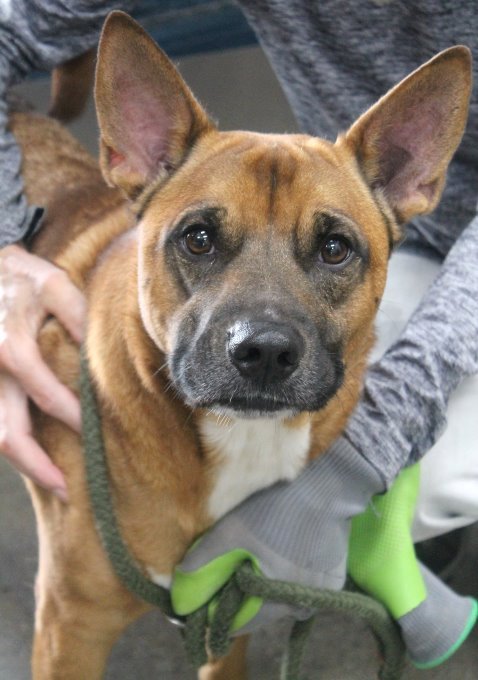 Eli, an adoptable Shepherd & Terrier Mix in Carrollton, GA_image-2