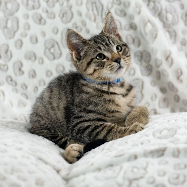 Rearden, an adopted Domestic Short Hair Mix in Ponte Vedra, FL_image-1
