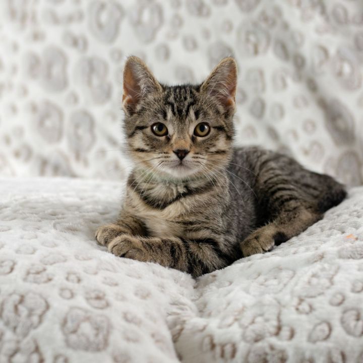 Ren, an adopted Domestic Short Hair Mix in Ponte Vedra, FL_image-1